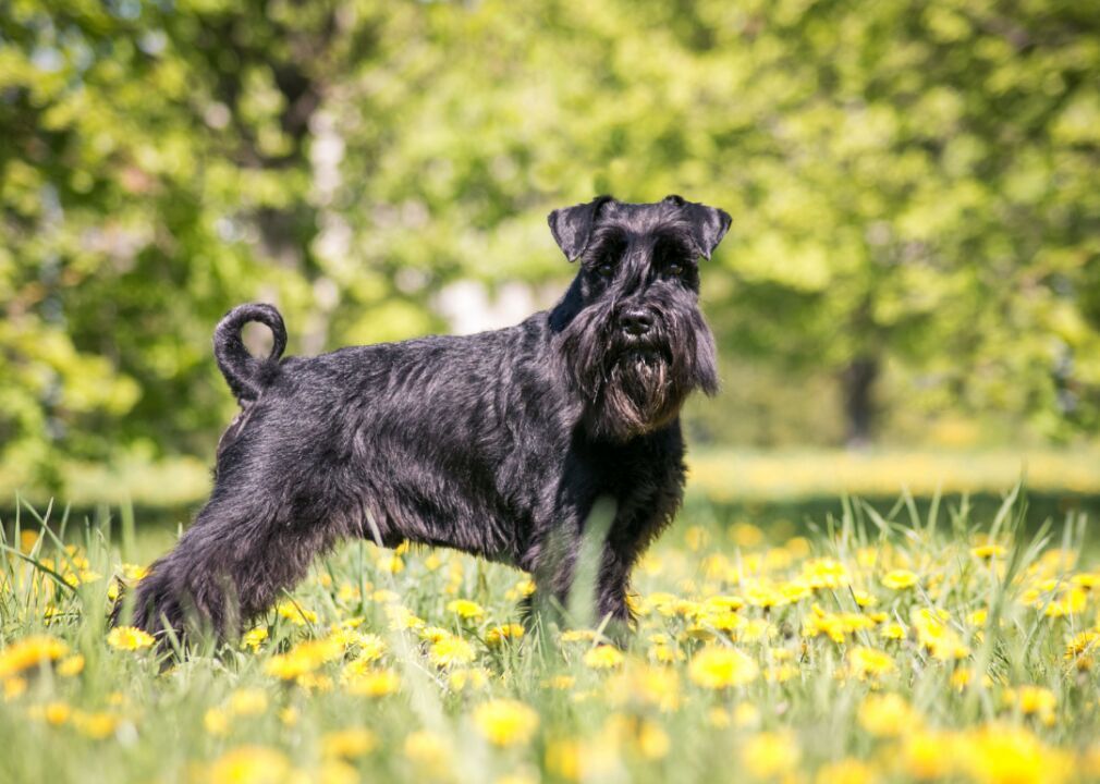 Standard schnauzers